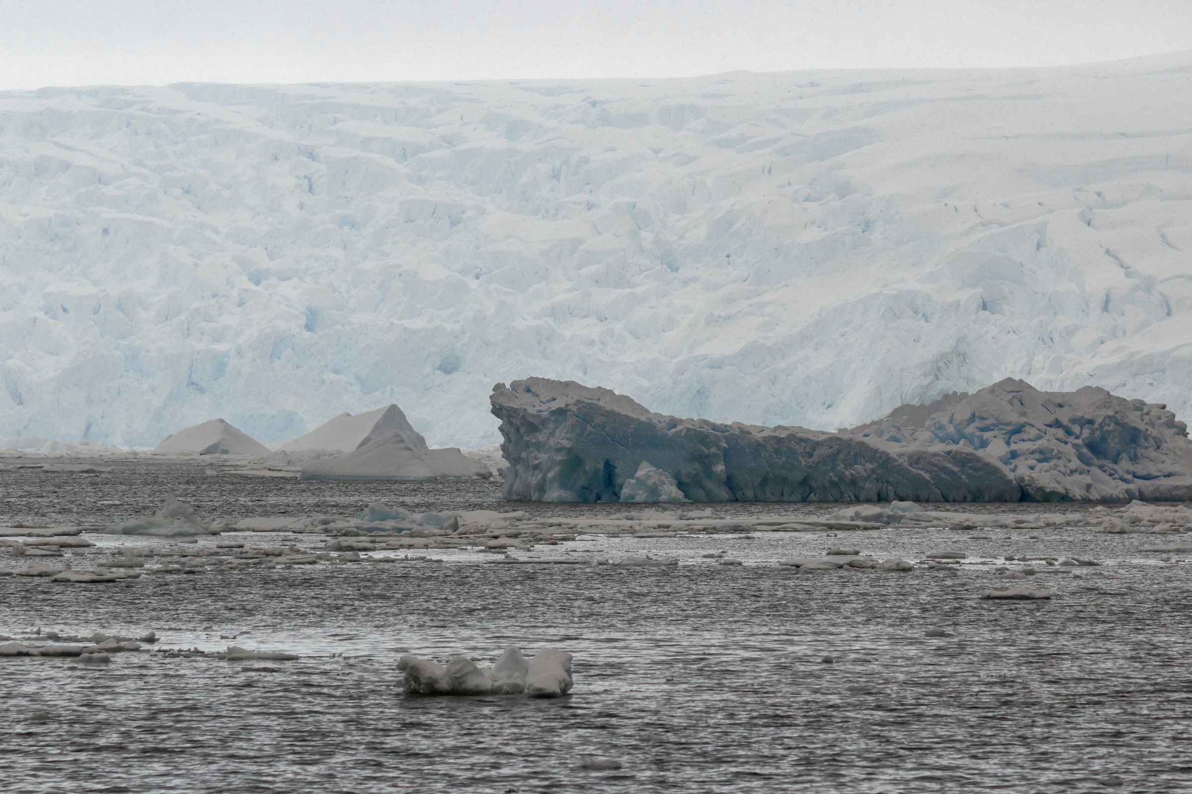 swift bay, james ross island (2).webp